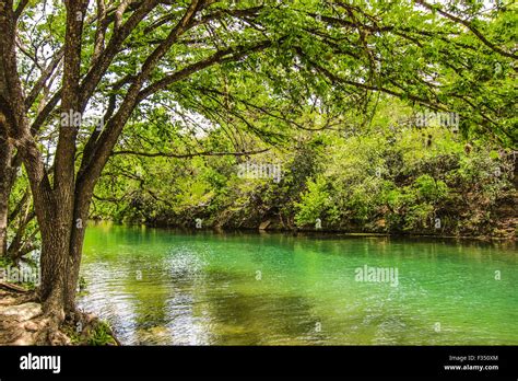 Why not to worry about this plant growing in Lady Bird Lake, Barton Creek